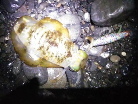 大潮アオリイカ釣行